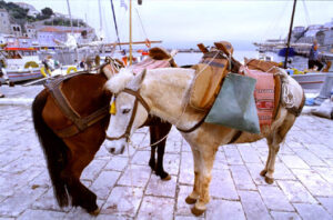 Informations about Hydra Informations about Hydra